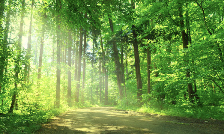heller, durchleuchteter Wald